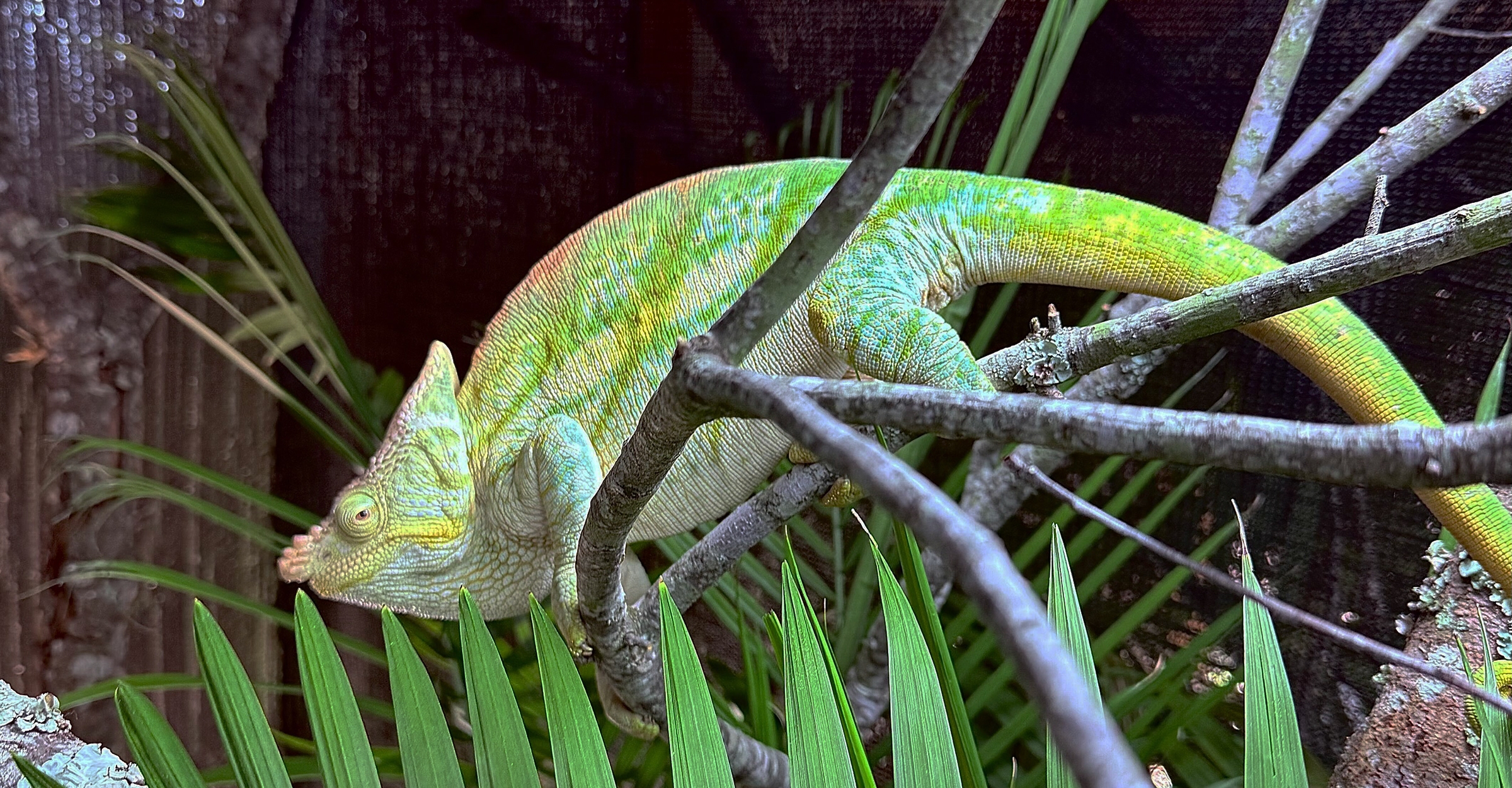 One of our male Yellow-Lipped Parson's Chameleons