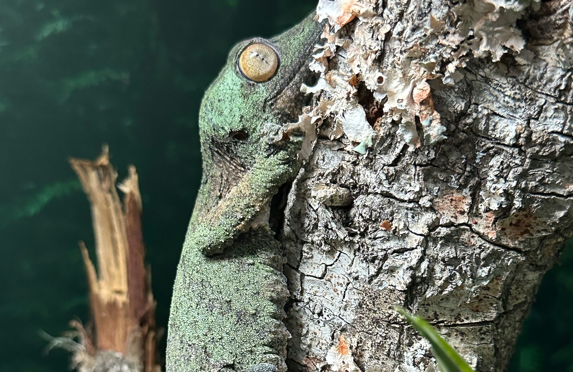 A female Uroplatus garamaso at Nealon Reptiles. The newly described Leaf-tailed Gecko species.