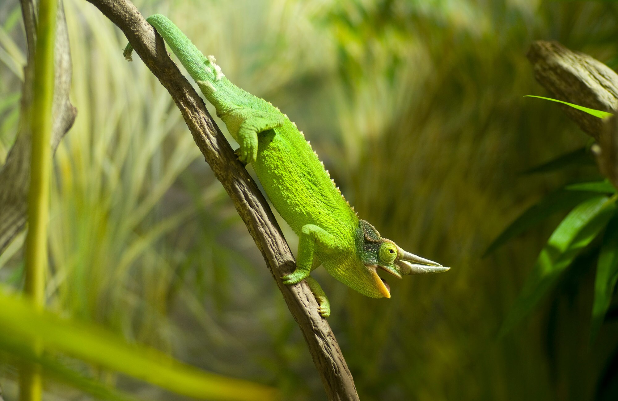 A Male Yellow Crested Jackson's Chameleon